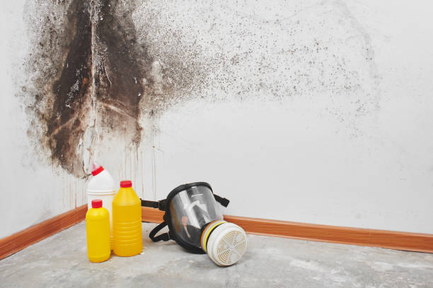 Best Attic Mold Removal  in Rayne, LA