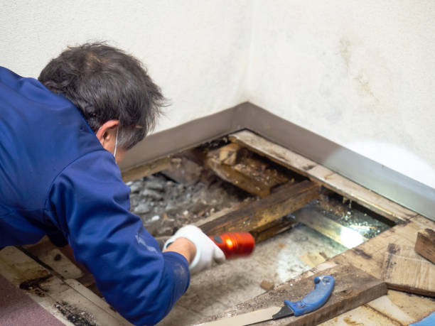 Best Attic Mold Removal  in Rayne, LA